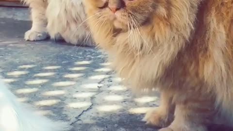 😊😊 cutest cat Reaction