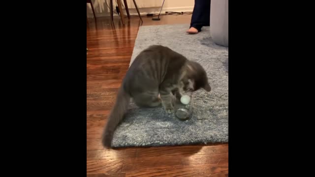 Cat helps owner with his putting game #Shorts