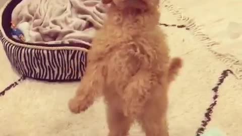 Fluffy brown dog puppy stands on hind legs and keeps balance