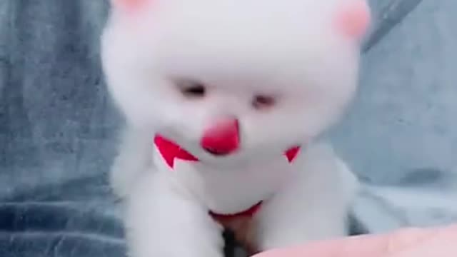 Smart Puppy So Cute
