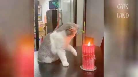 OMG So Cute Cats ♥ Best Funny Cat Videos 2021 #2 Aww Animal