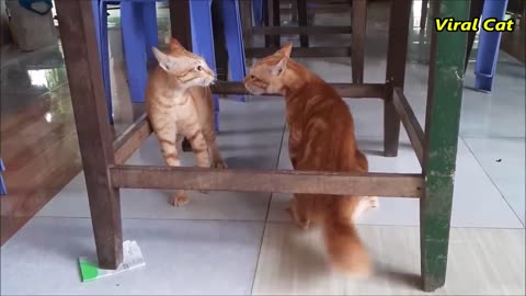 Cat fighting and meowing! These two are bloody sisters/ viral video