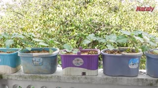 Plant Eggplant On The Balcony