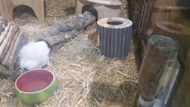 Hamster eats snack in the laziest possible way