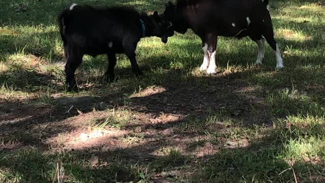 Bucks - Uh, We weren’t going to fight, mom.