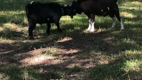 Bucks - Uh, We weren’t going to fight, mom.