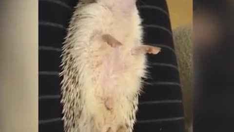 Hedgehog is very cute