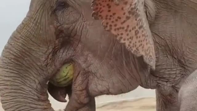 The breeder feeds the elephant a big watermelon