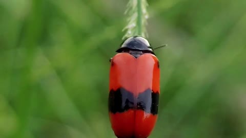 Close up of Ladybug