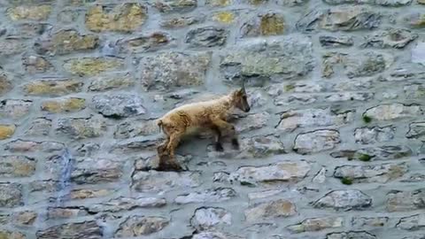 blue sheep rock climbing