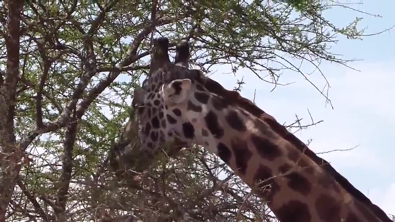 Giraffe eating from a thorny acacia tree