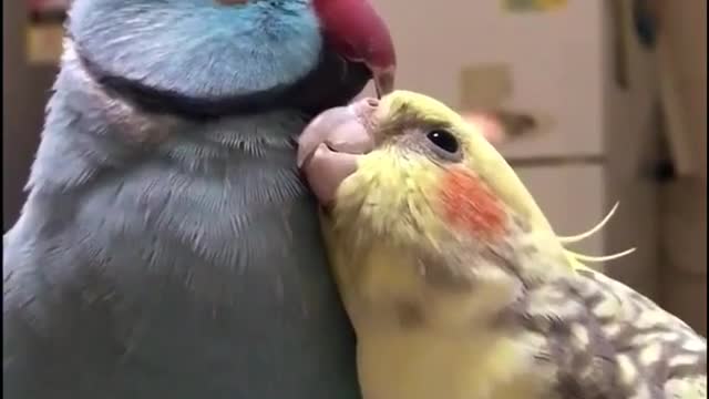 A talking parrot