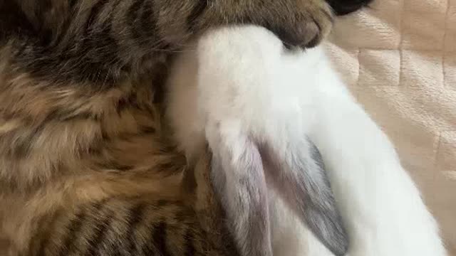 Cat sleeping with rabbit