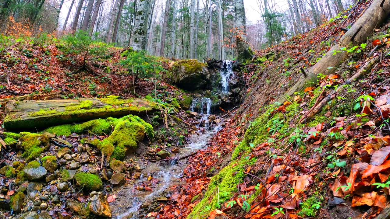 Water Flowing on Forest River Creek