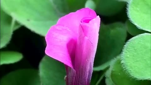 garden wildflowers