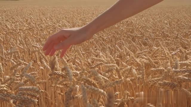The Wheat In The Field Harry Young And Sabbath 1971