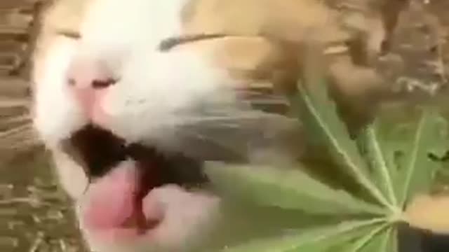 Funny Cat loves Weed