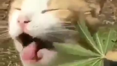 Funny Cat loves Weed