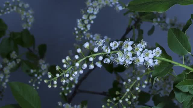 TIME LAPSE OF FLOWERS