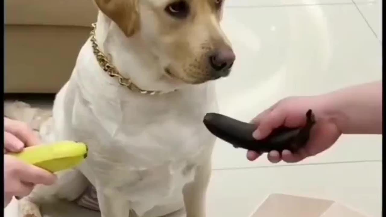 Funny Dog's Reaction 😁