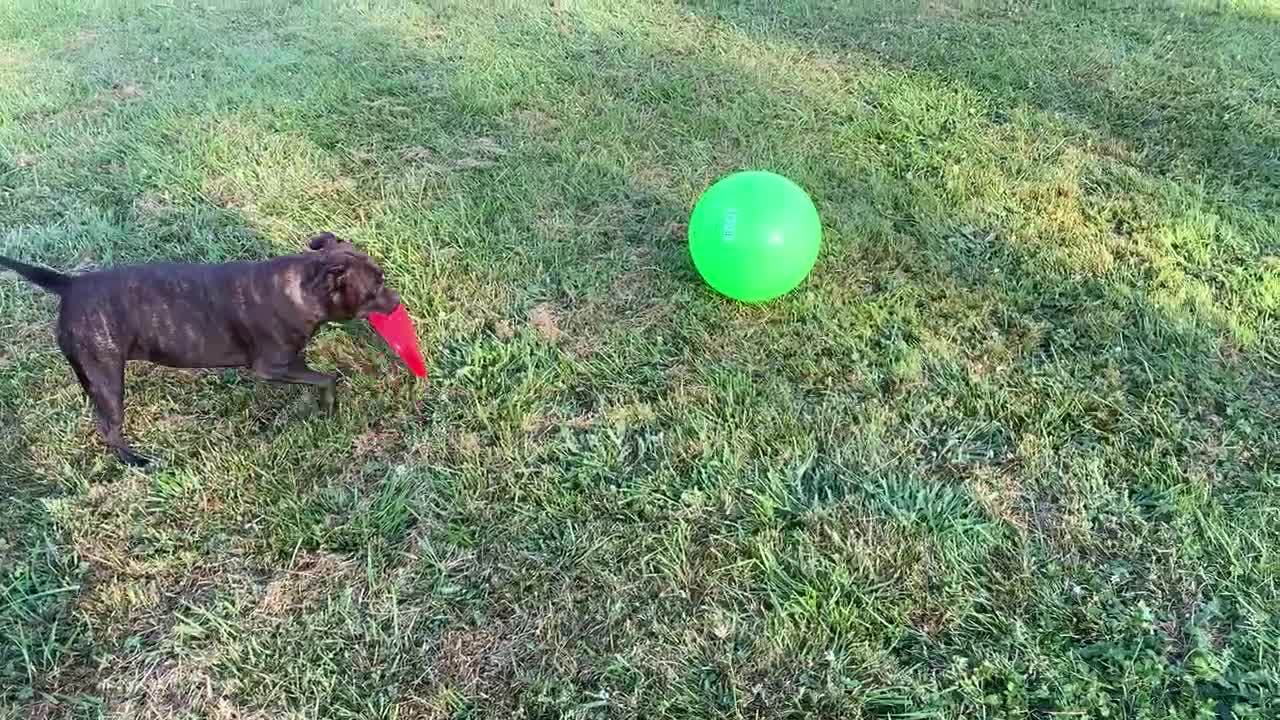 Dog wild for pushing her ball