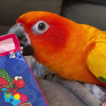 Fiery parrot gets angry at mom's candy box