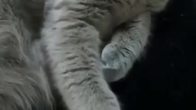 funny cat videos😺 tamil comedy version🤣 vadivelu manivannan gb muthu vijay tamil bug🐞