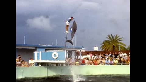 Lolita and Hugo Performing In the Miami Seaquarium Show, 1976 [No Sound]