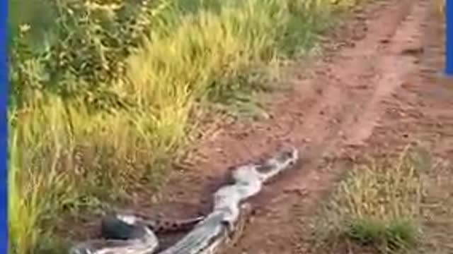 I wouldn't have gone this close to an anaconda