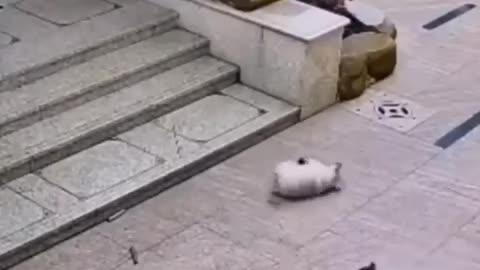 🐶 Vicious Dog Attacks 🐱 Cat… But Slips and Falls! 😂📉 Epic Fail!