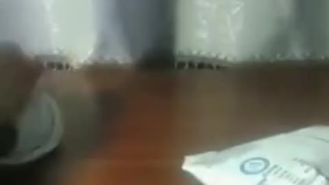 cats funny moments 😸😹🤩