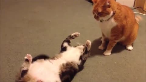 Fat Cat Fails!