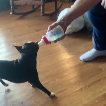 Baby dog needs his bottle!!!