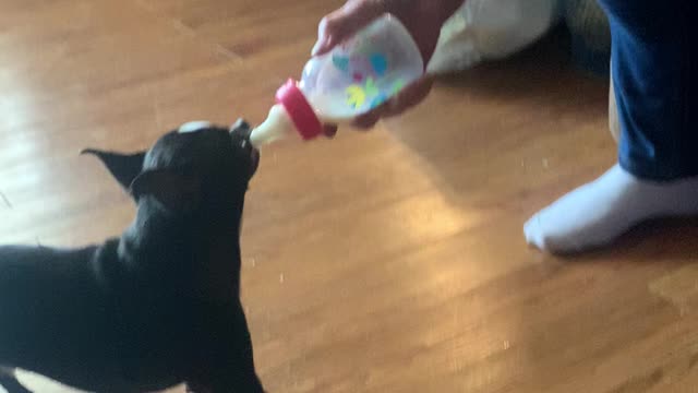 Baby dog needs his bottle!!!