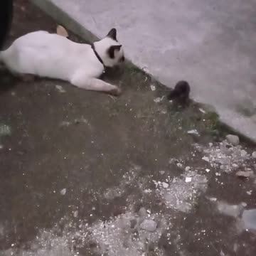 Cats and mice best friends from childhood