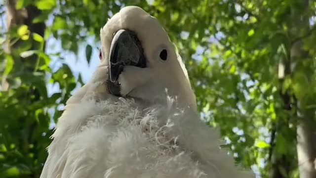 The white parrot
