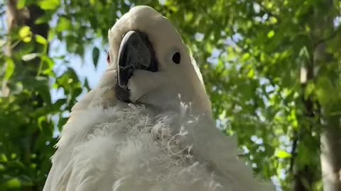 The white parrot