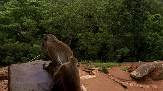 Monky funny