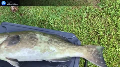 Grouper arrived on the deck.mp4