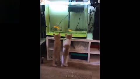 Cute and pet funny videos , Try not to lough these pets