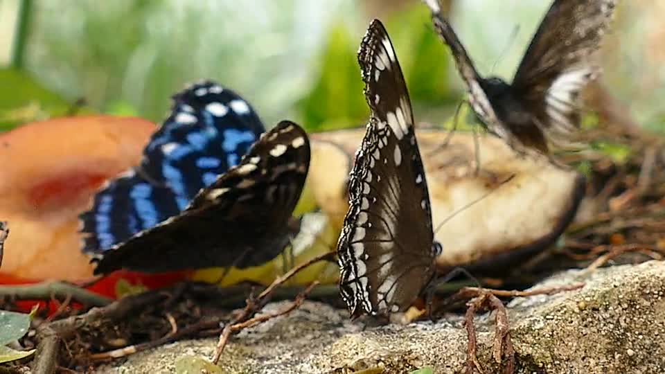 Beautiful butter fly blue and black n white