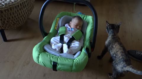 Cats Meet Babies For The Very First Time