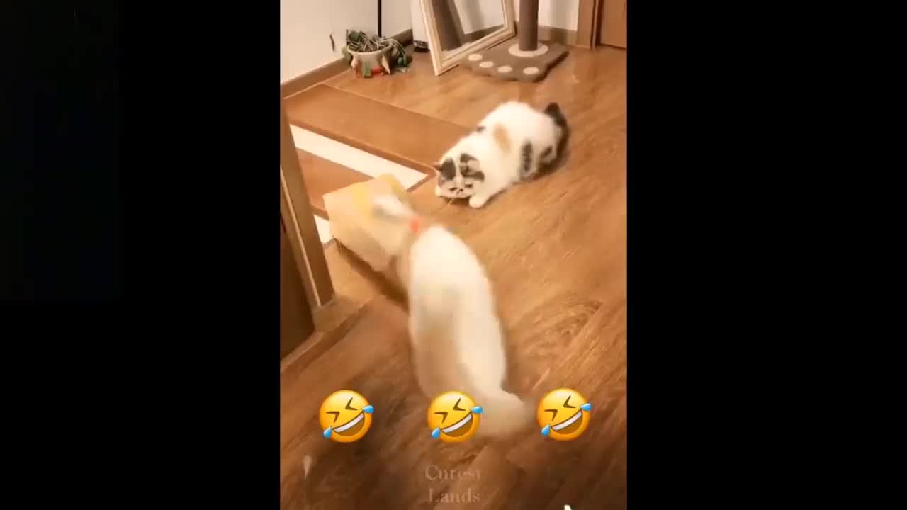 Cat fall in down funny video