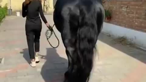 beautiful and big horse