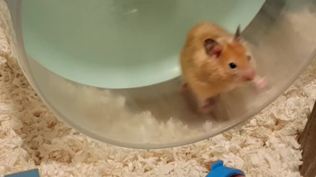 Hamster Rocking Itself