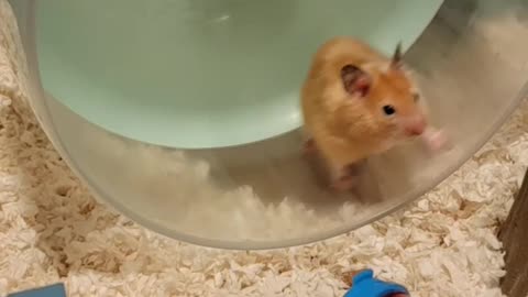 Hamster Rocking Itself
