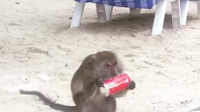 Monkey opening coke can and drinking it