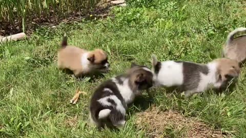 Fun in the sun Bonnie’s puppies are 4 weeks old