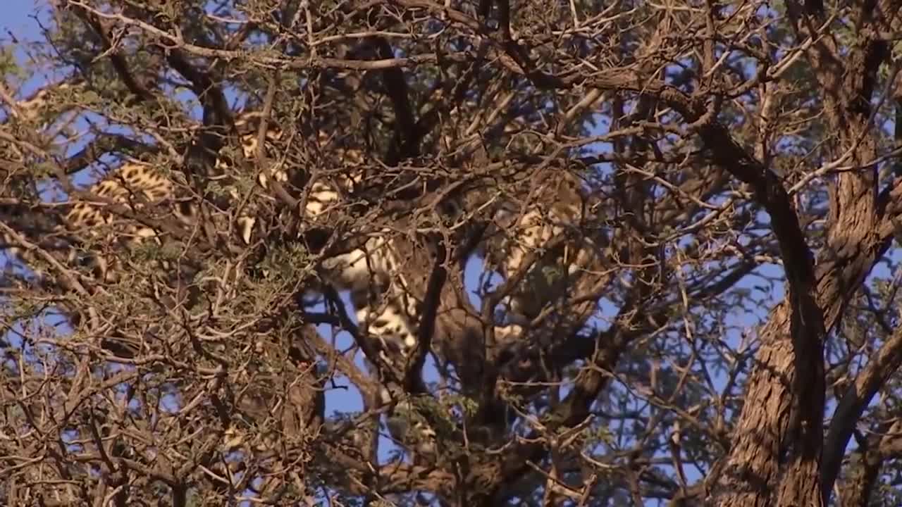 Cat Vs Cat for food