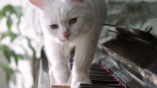 CUTE CAT 😺 | PLAYING THE PIANO 🎹